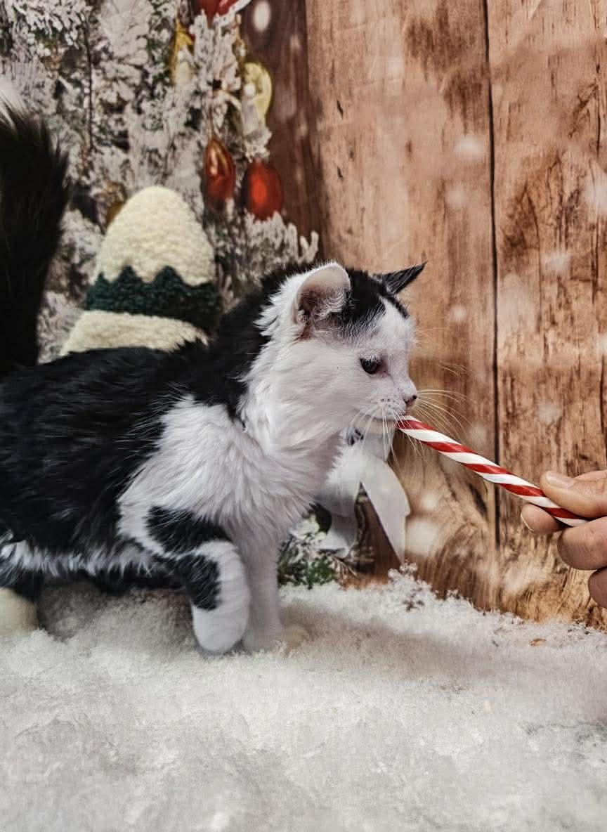 Enlarge Hope, a Adoptable mixed breed in Petersburg, IL image 1/4