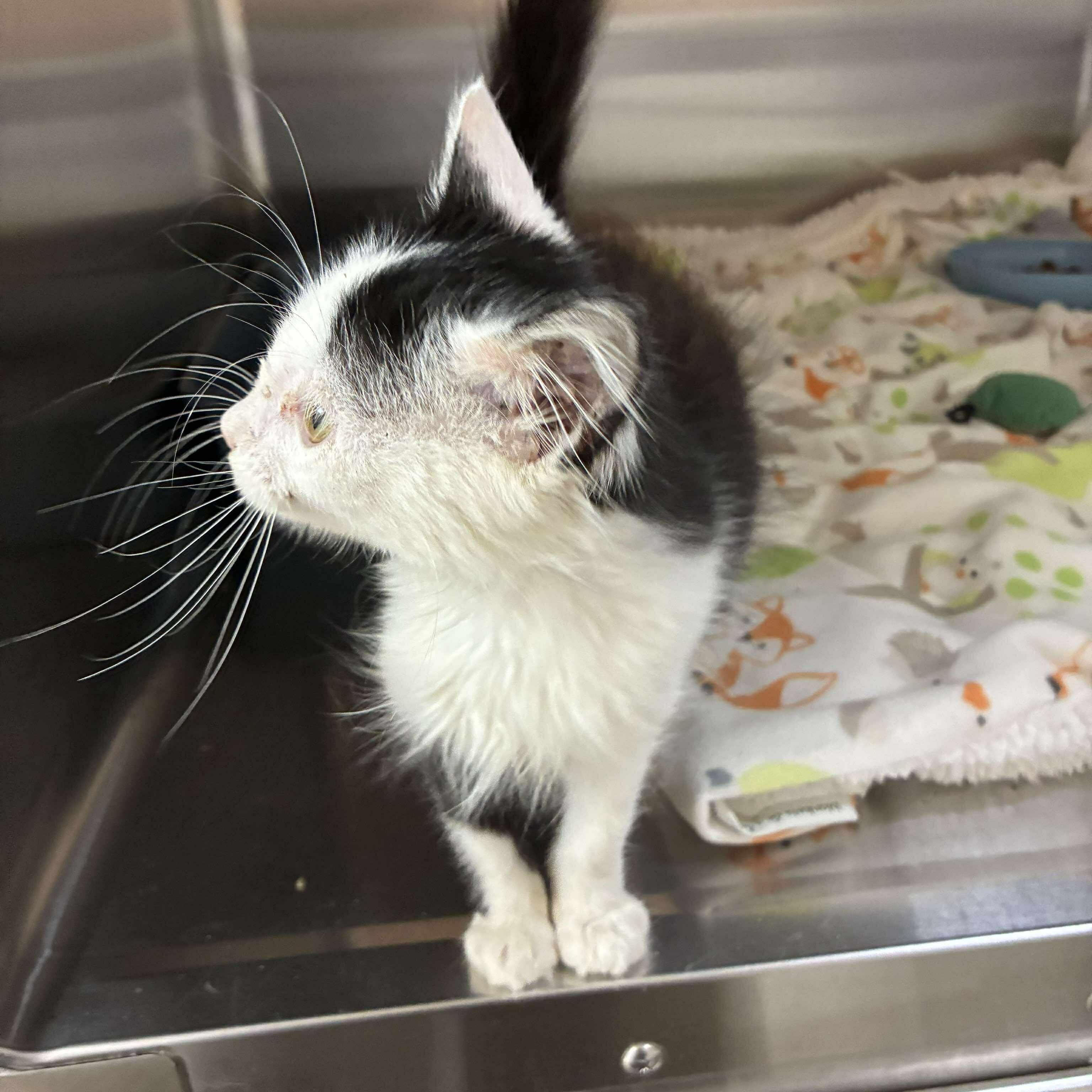 Hope, a Adoptable mixed breed in Petersburg, IL image 2/3