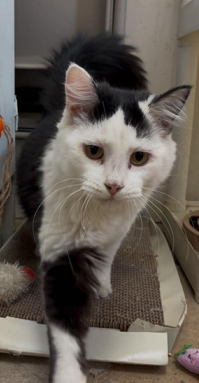 Enlarge Hope, a Adoptable mixed breed in Petersburg, IL image 2/6