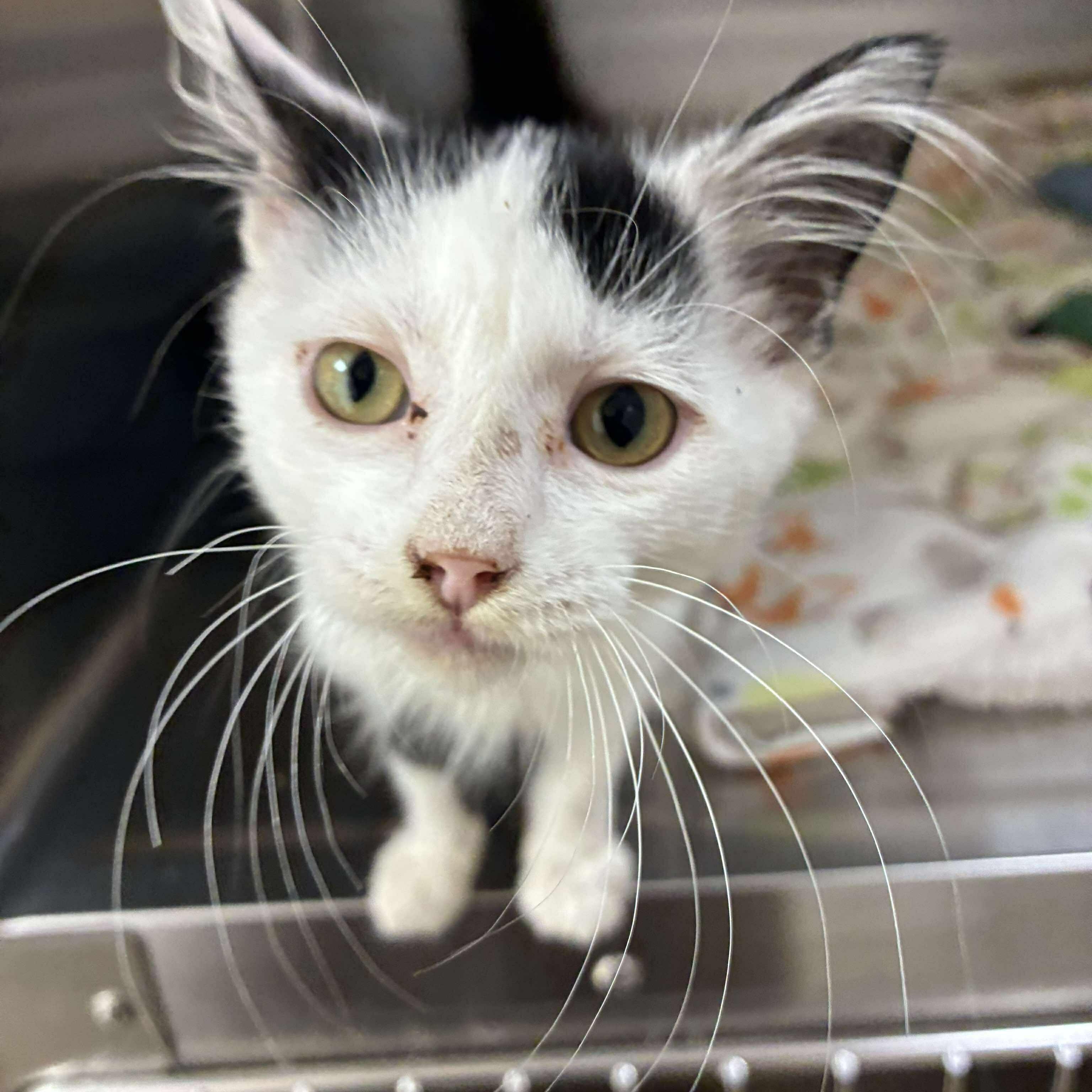 Hope, Adoptable, Kitten Female Domestic Short Hair.