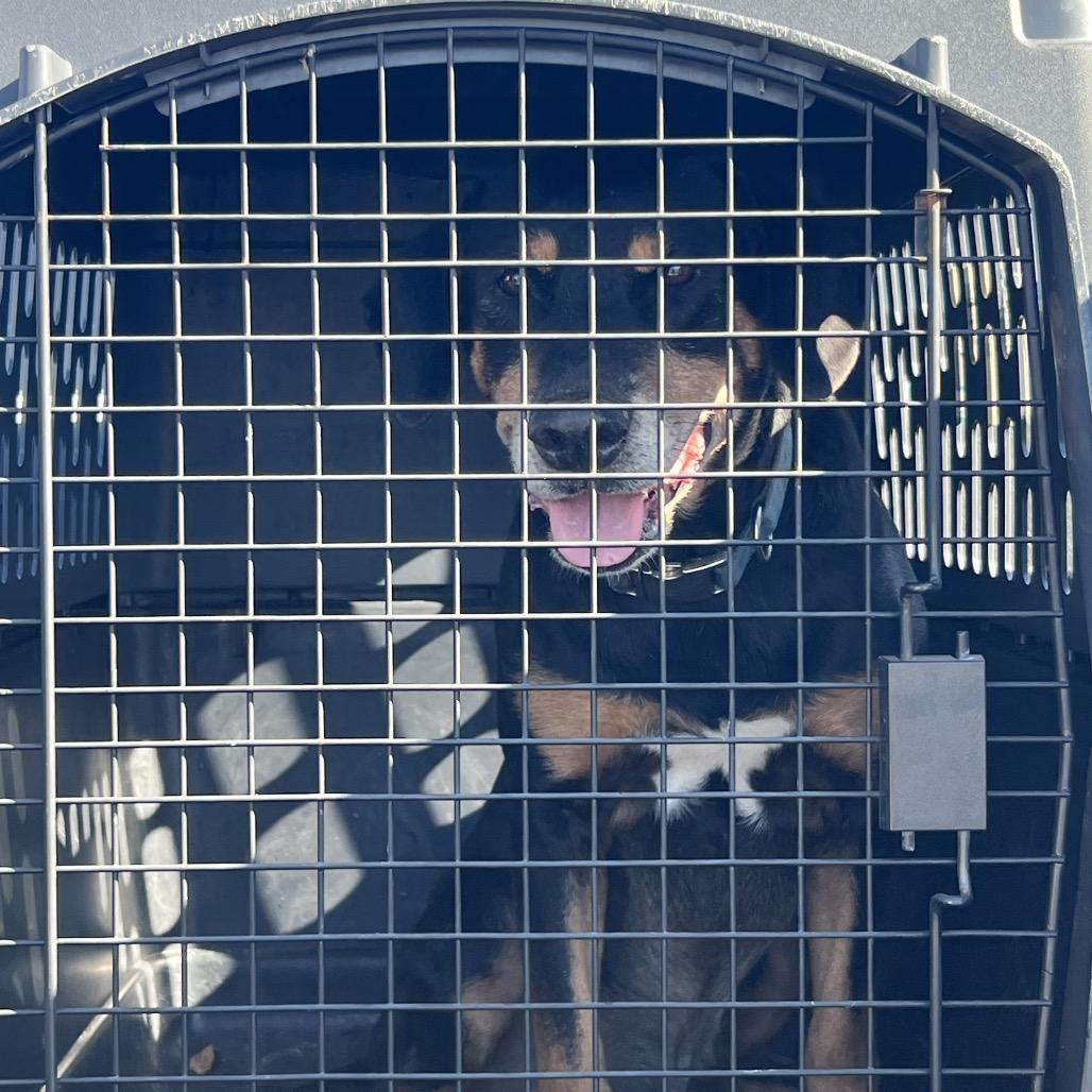 Festus, a Adoptable Mixed Breed in Lake Jackson, TX image 1/3