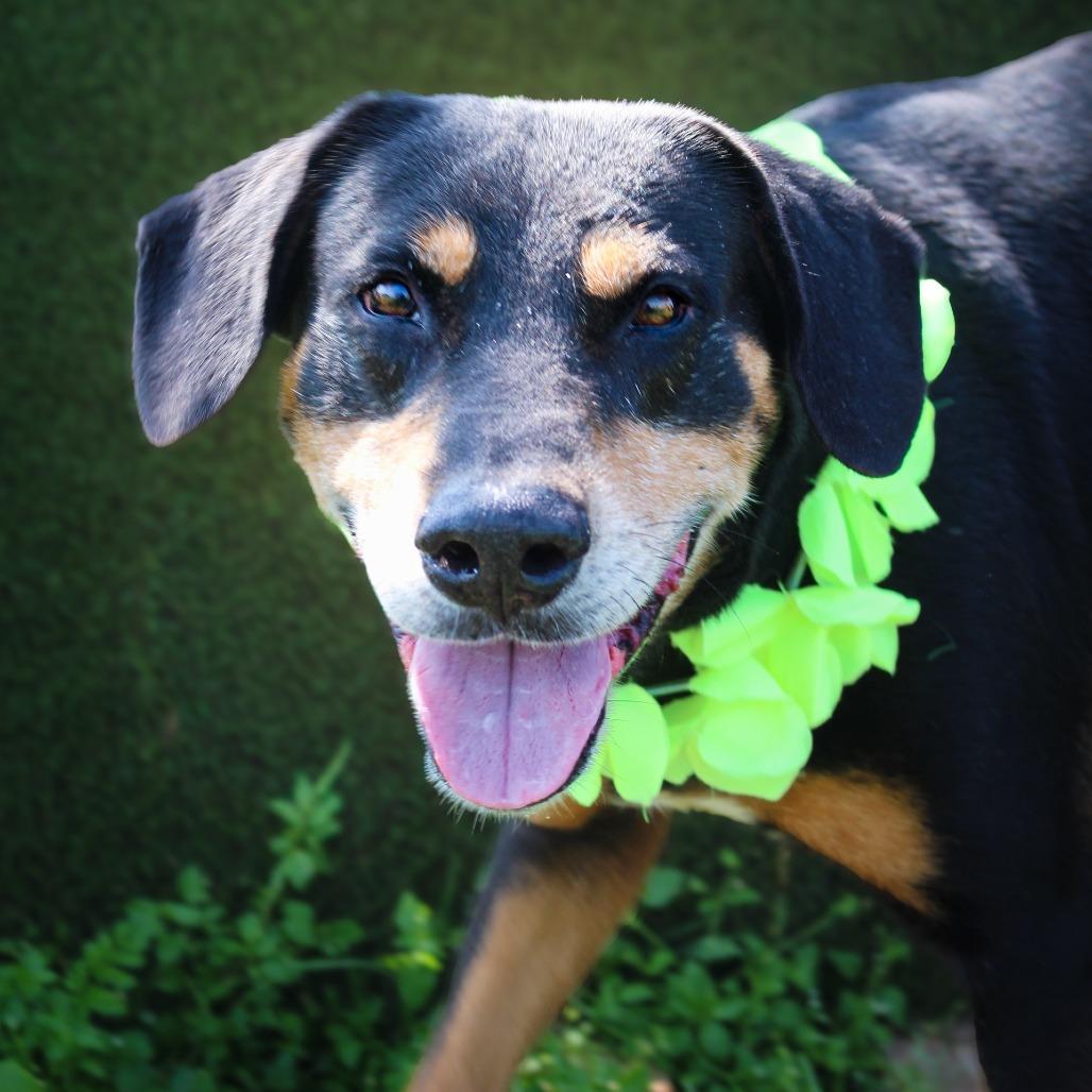Festus, a Adoptable Mixed Breed in Lake Jackson, TX image 2/3