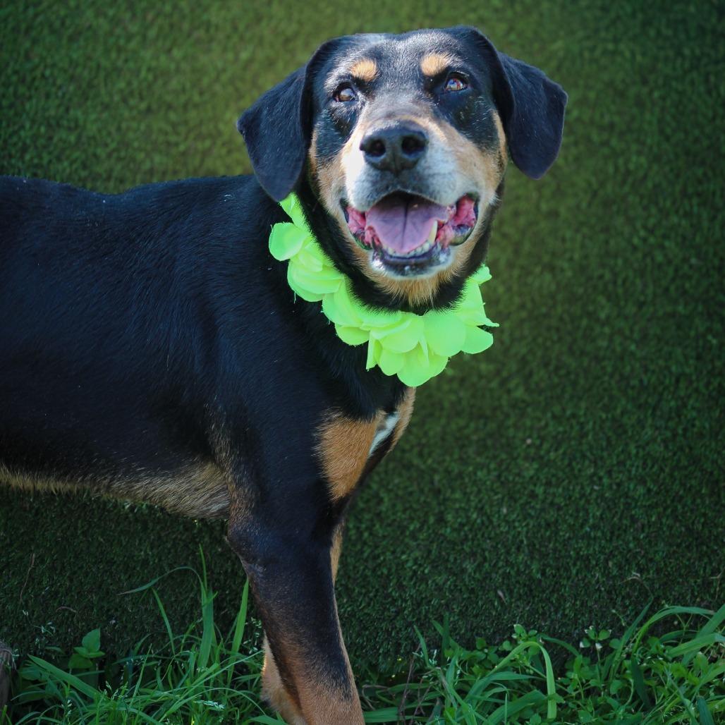 Festus, a Adoptable Mixed Breed in Lake Jackson, TX image 3/3