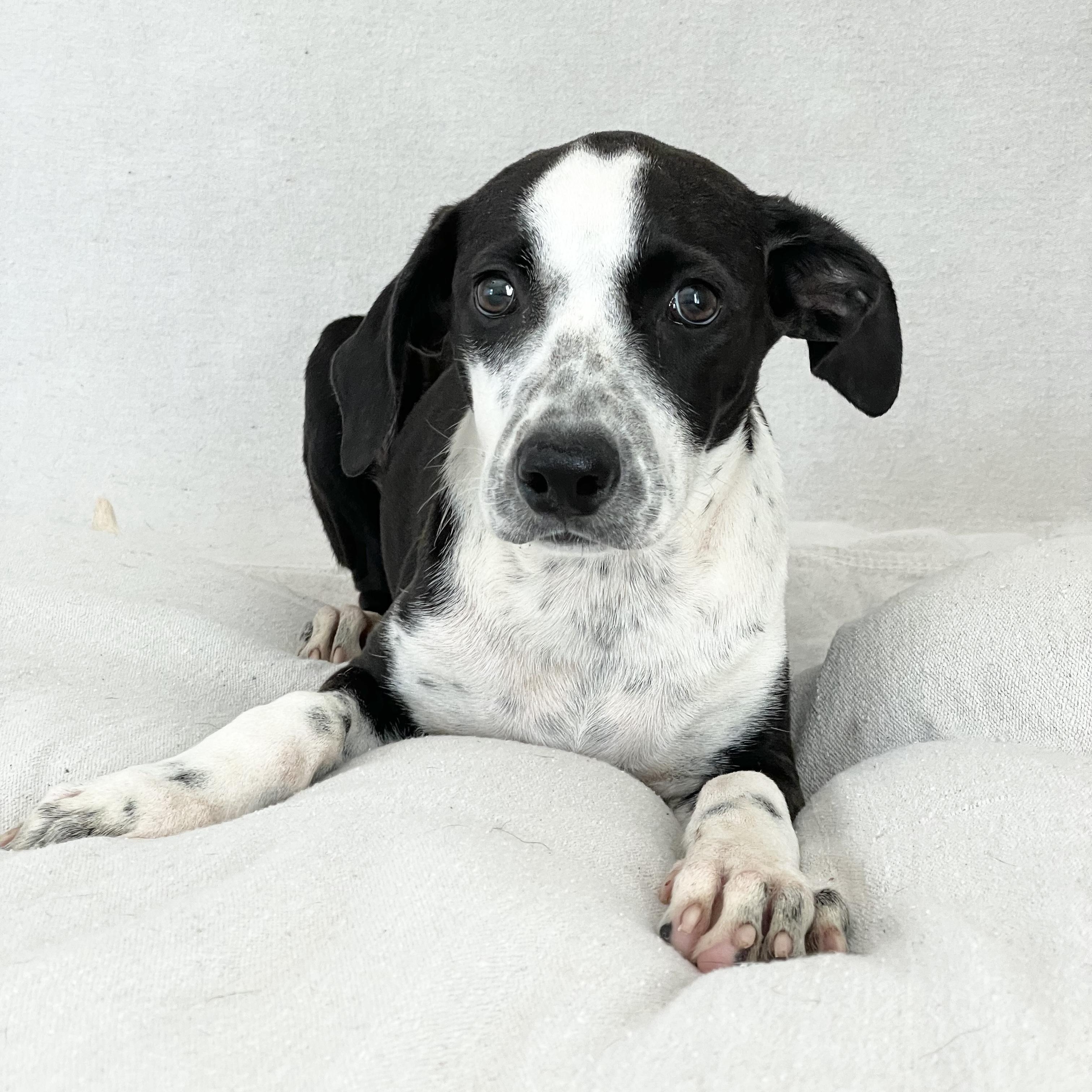 Snuggly Seren, Adoptable, Puppy Female Labrador Retriever & Pointer.