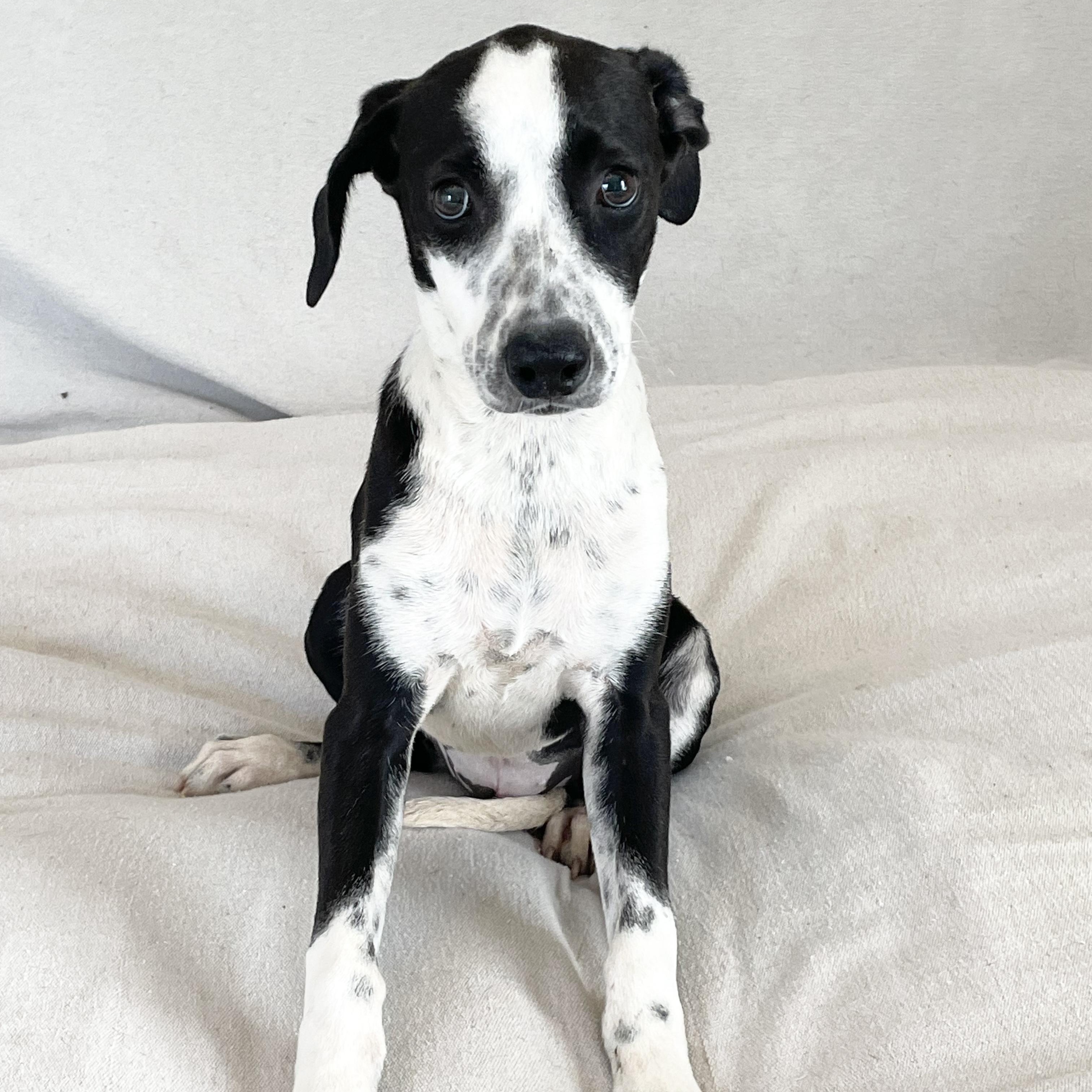 Snuggly Seren, a Adoptable mixed breed in West Hartford , CT image 2/4