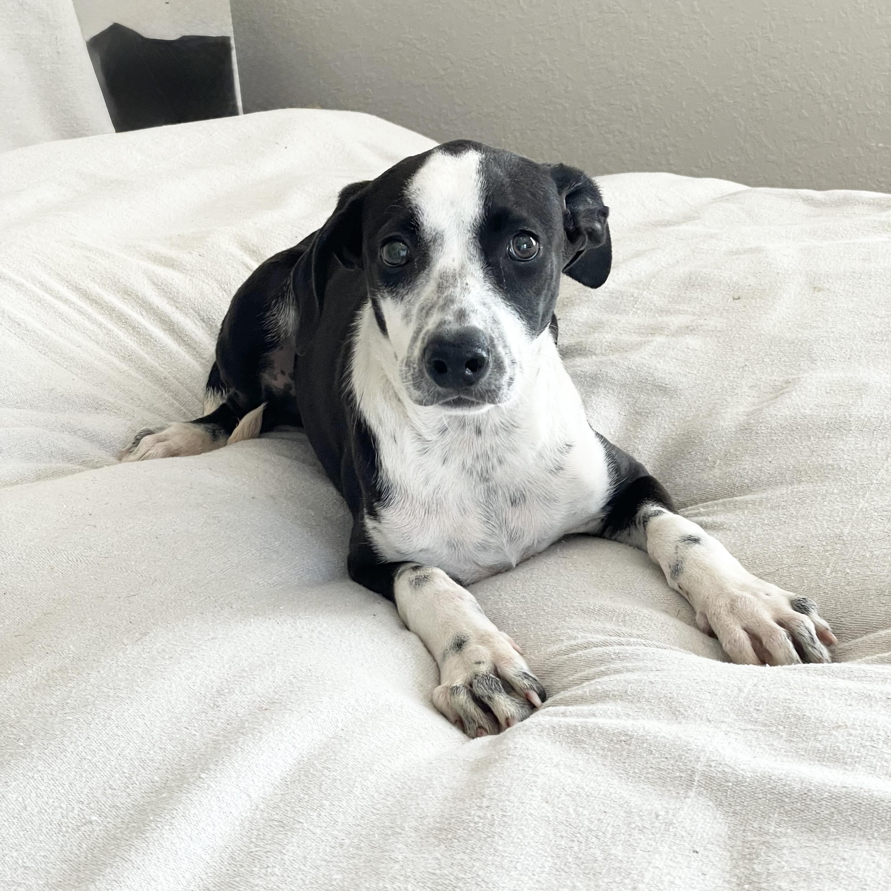 Snuggly Seren, a Adoptable mixed breed in West Hartford , CT image 3/4