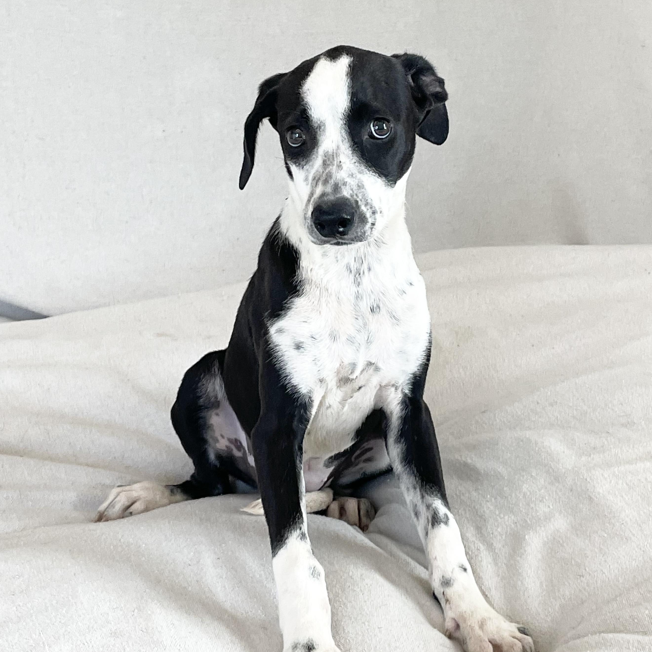 Snuggly Seren, a Adoptable mixed breed in West Hartford , CT image 4/4