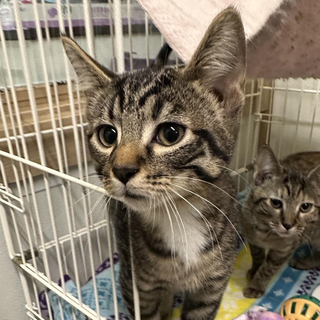 Cosmo, Adoptable, Kitten Male Domestic Short Hair.