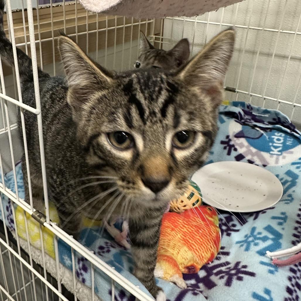 Cosmo, a Adoptable Domestic Short Hair in Priest River, ID image 2/2
