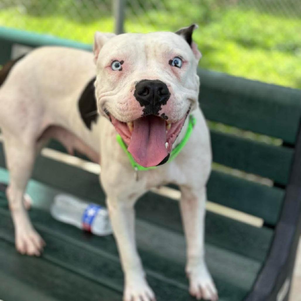 Enlarge Nimbus, a Adoptable mixed breed in  Post Falls, ID image 4/6