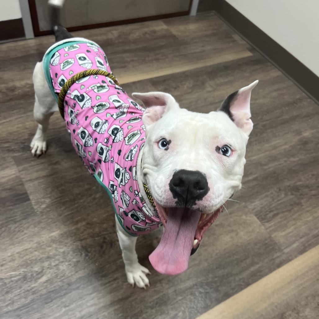 Enlarge Nimbus, a Adoptable mixed breed in  Post Falls, ID image 2/6