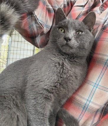 Grayson, ADOPTABLE, Young Male Domestic Short Hair.