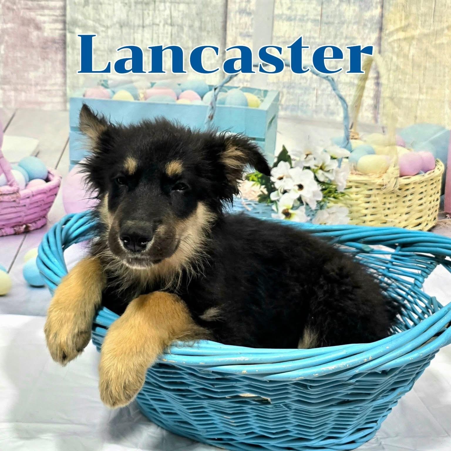Enlarge Lancaster, a ADOPTABLE mixed breed in Joliet, IL image 1/1