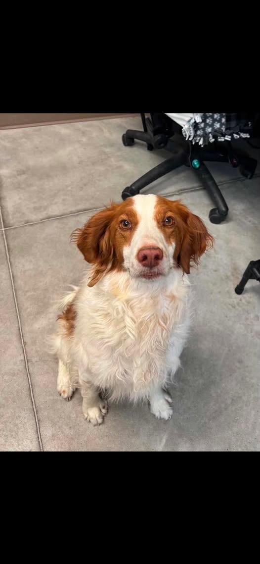 Enlarge UT/Ginger, a Adoptable Brittany Spaniel in Baldwinsville, NY image 1/3