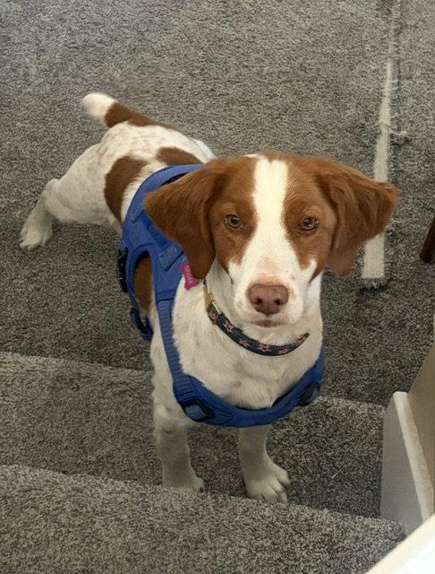 Enlarge UT/Ginger, a Adoptable Brittany Spaniel in Baldwinsville, NY image 2/3