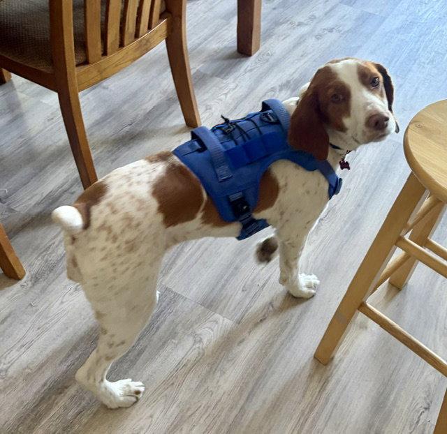 Enlarge UT/Ginger, a Adoptable Brittany Spaniel in Baldwinsville, NY image 3/3