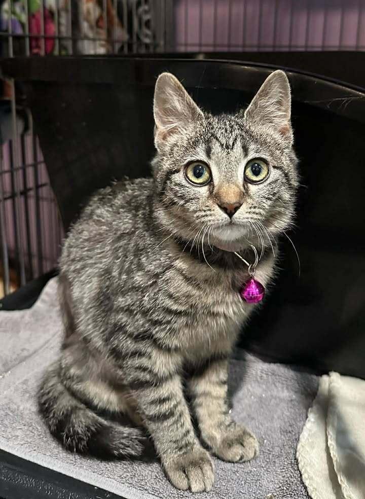 Muffin, Adoptable, Kitten Female Domestic Medium Hair.