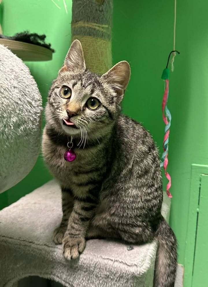 Enlarge Muffin, a Adoptable Domestic Medium Hair in Woodbridge, VA image 2/3