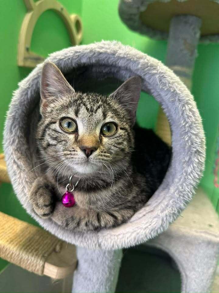 Enlarge Muffin, a Adoptable Domestic Medium Hair in Woodbridge, VA image 3/3