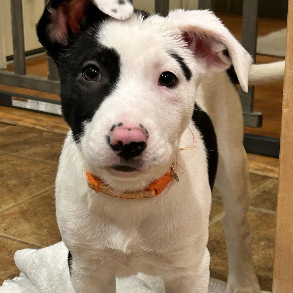 NY Simon Feb 21 (Tractor Supply Patterson NY), a Adoptable mixed breed in Eastford, CT image 1/6