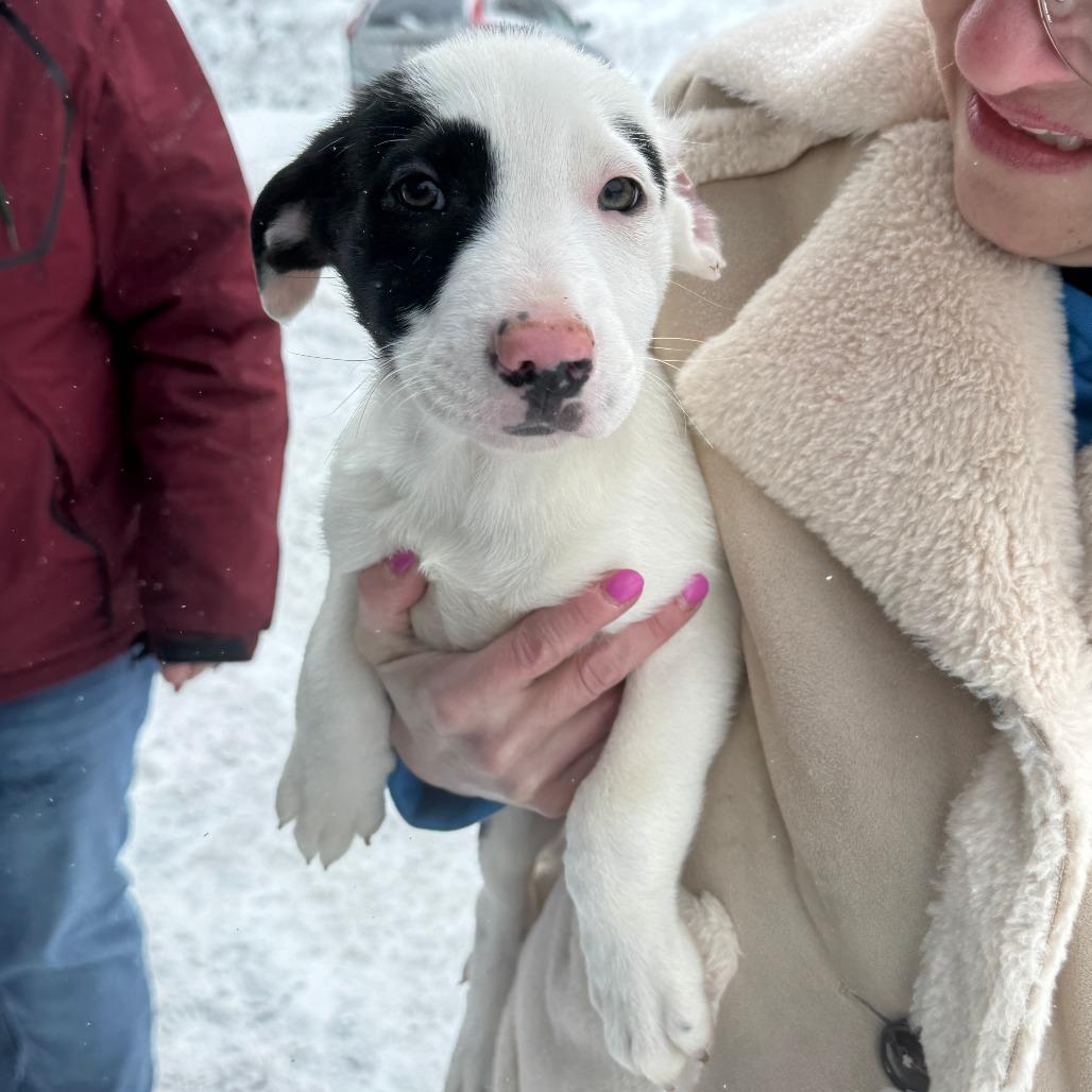 NY Simon Feb 21 (Tractor Supply Patterson NY), a Adoptable mixed breed in Eastford, CT image 5/6
