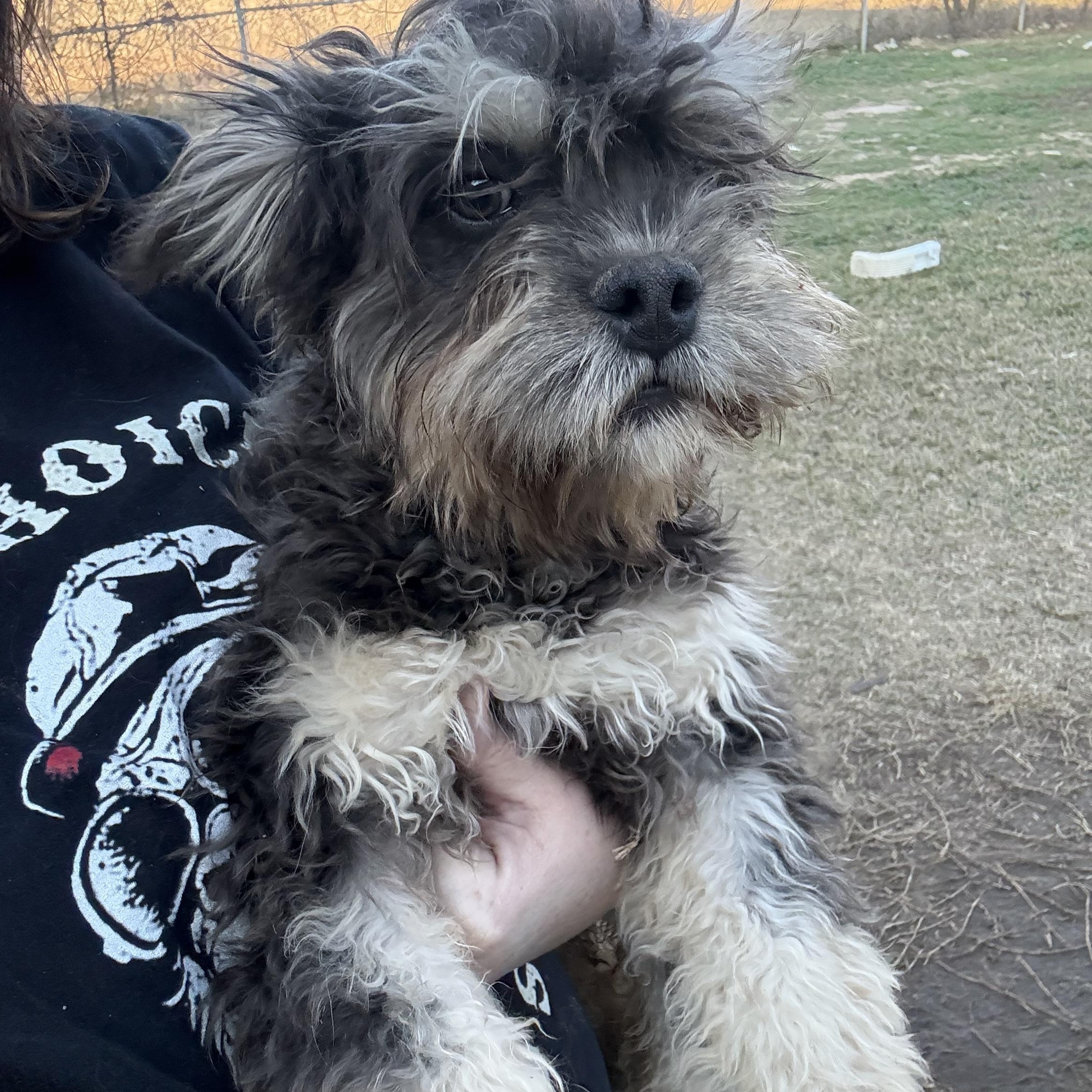 Frankie, ADOPTABLE, Puppy Male French Bulldog & Poodle.
