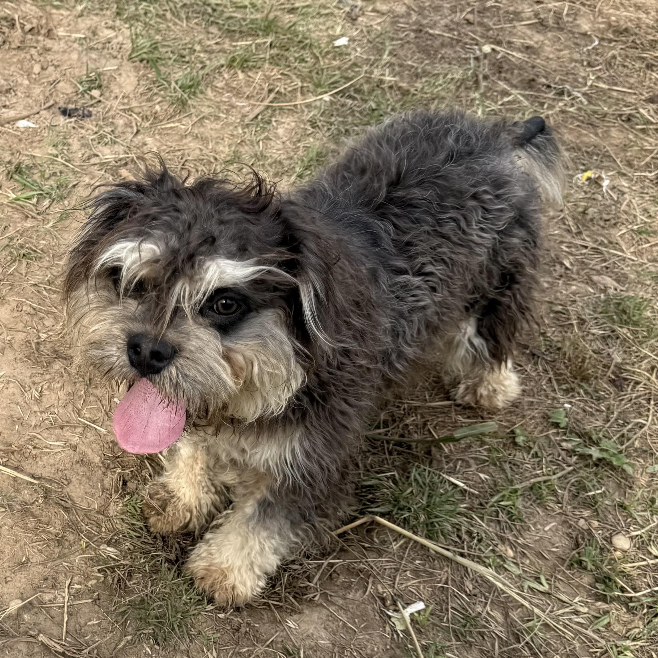 Enlarge Frankie, a ADOPTABLE mixed breed in Weatherford, TX image 2/5