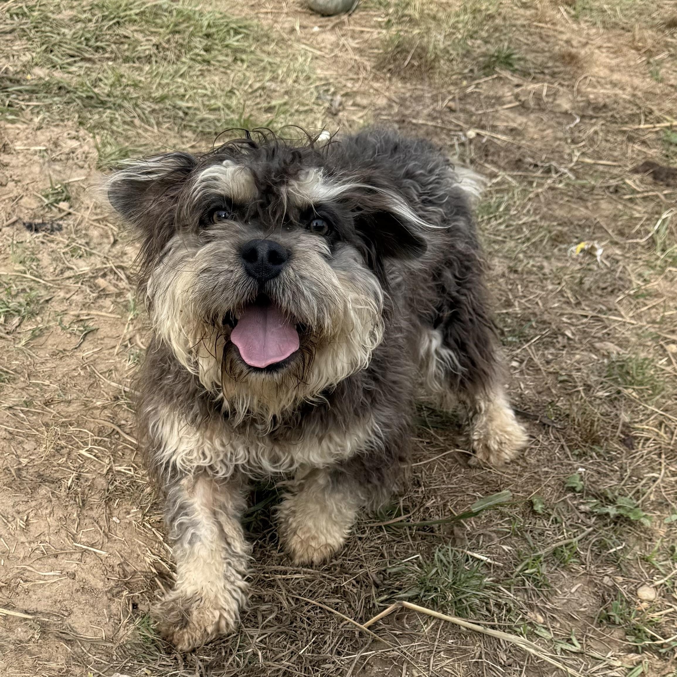 Frankie, ADOPTABLE, Young Male French Bulldog & Poodle.