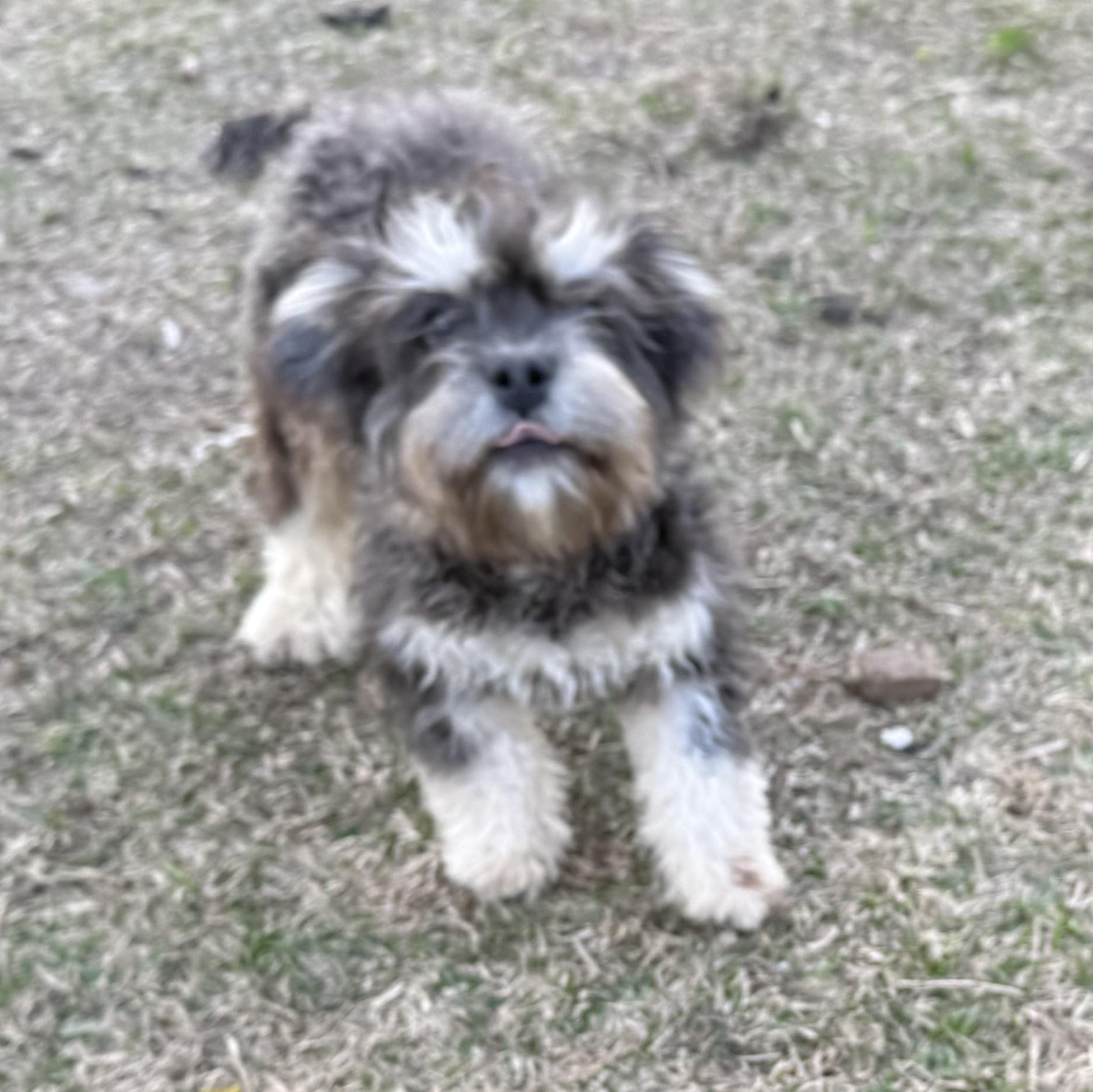 Enlarge Frankie, a ADOPTABLE mixed breed in Weatherford, TX image 2/3