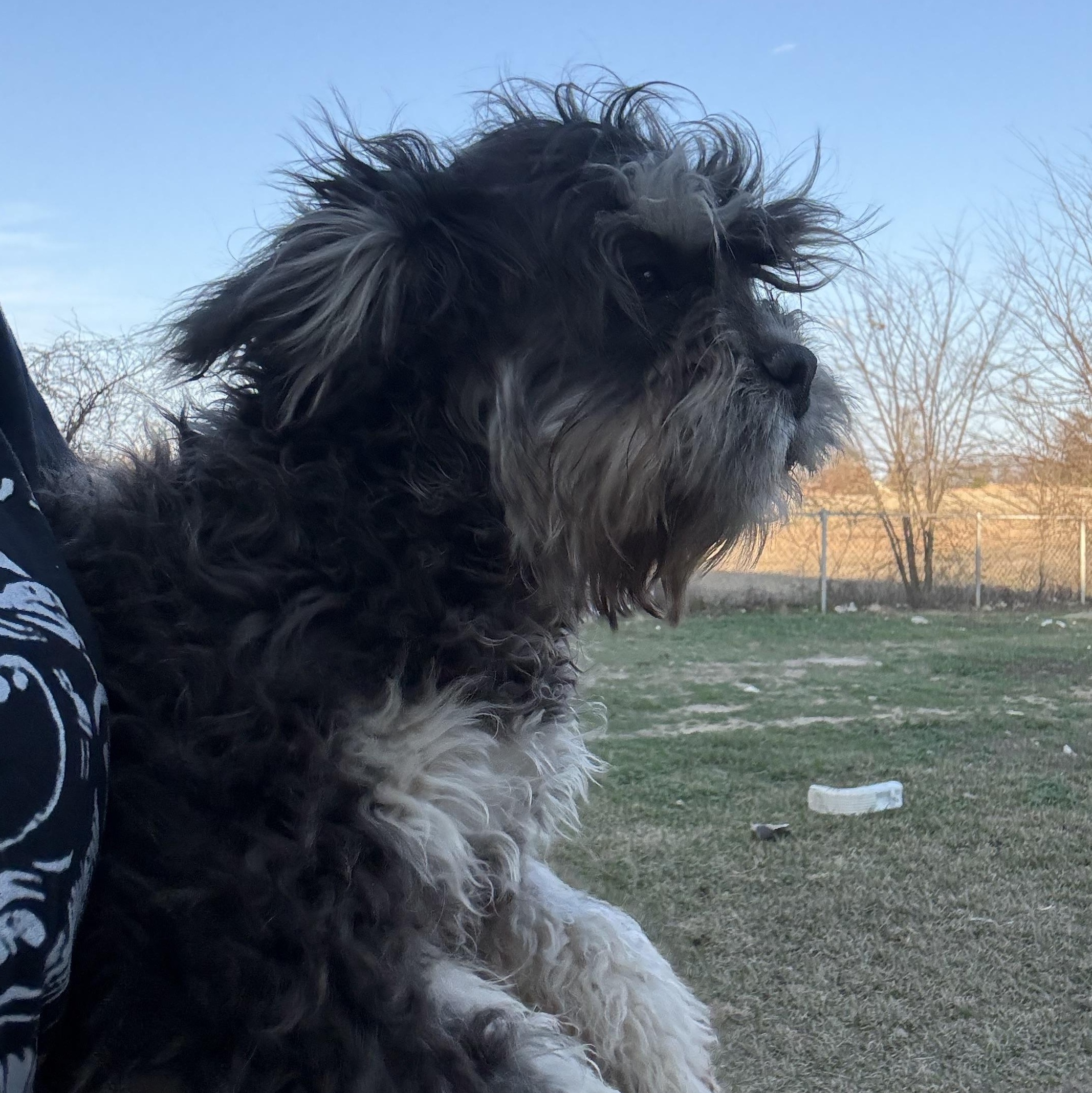 Enlarge Frankie, a ADOPTABLE mixed breed in Weatherford, TX image 3/3