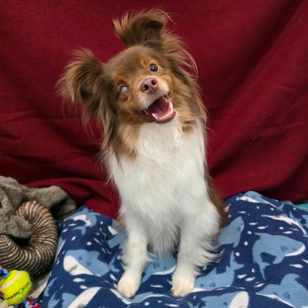 Danish, Adoptable, Adult Male Australian Shepherd.