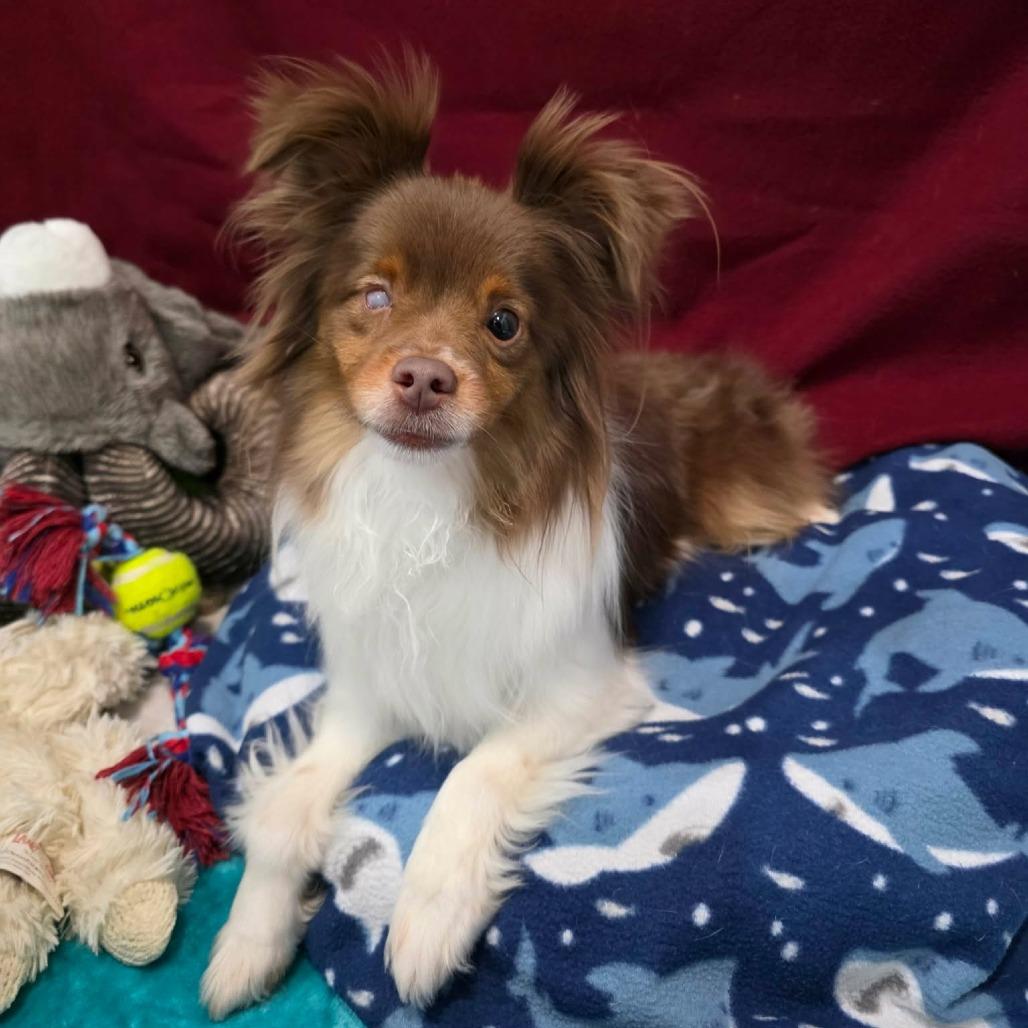 Enlarge Danish, a Adoptable Australian Shepherd in Jackson, MO image 2/6