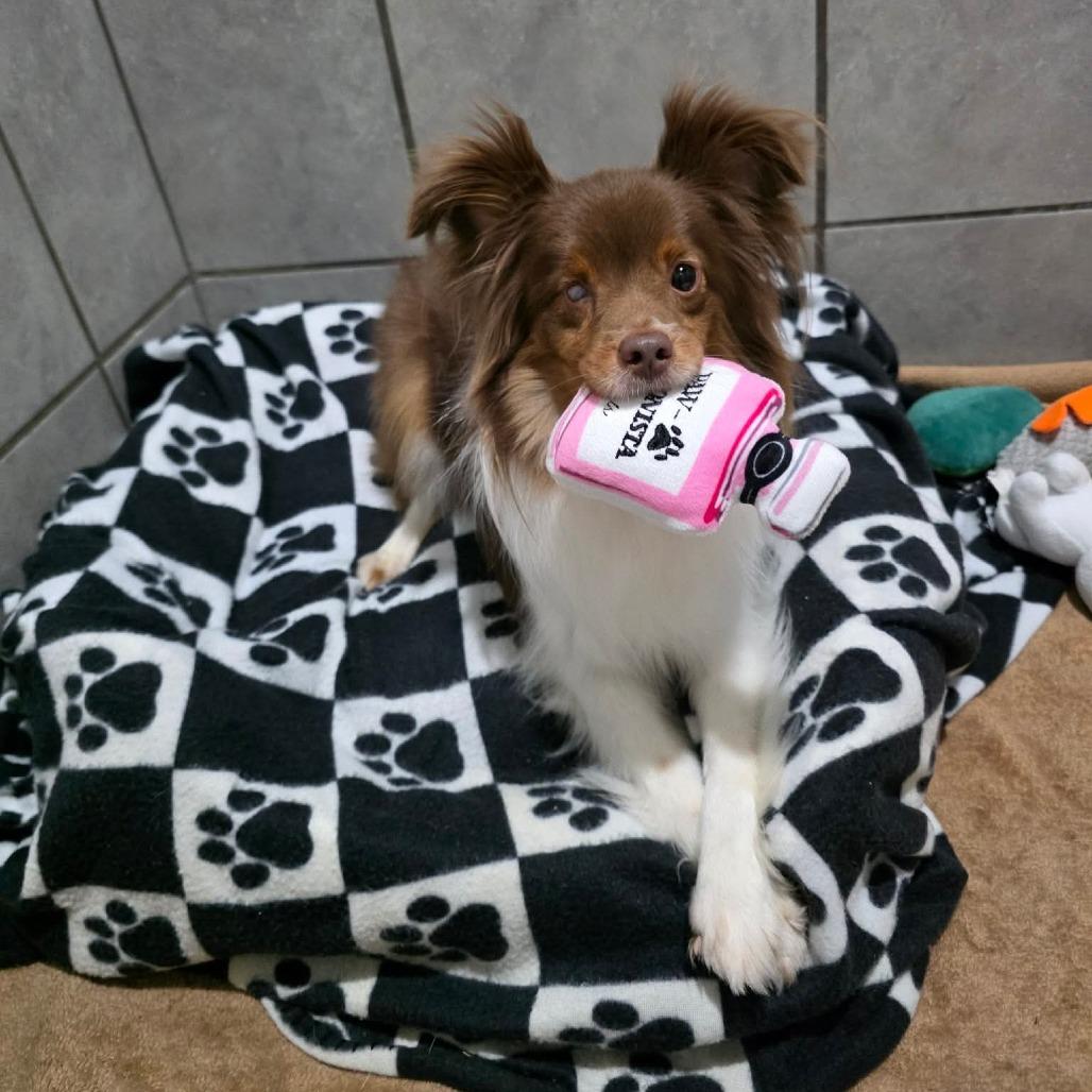 Enlarge Danish, a Adoptable Australian Shepherd in Jackson, MO image 3/6