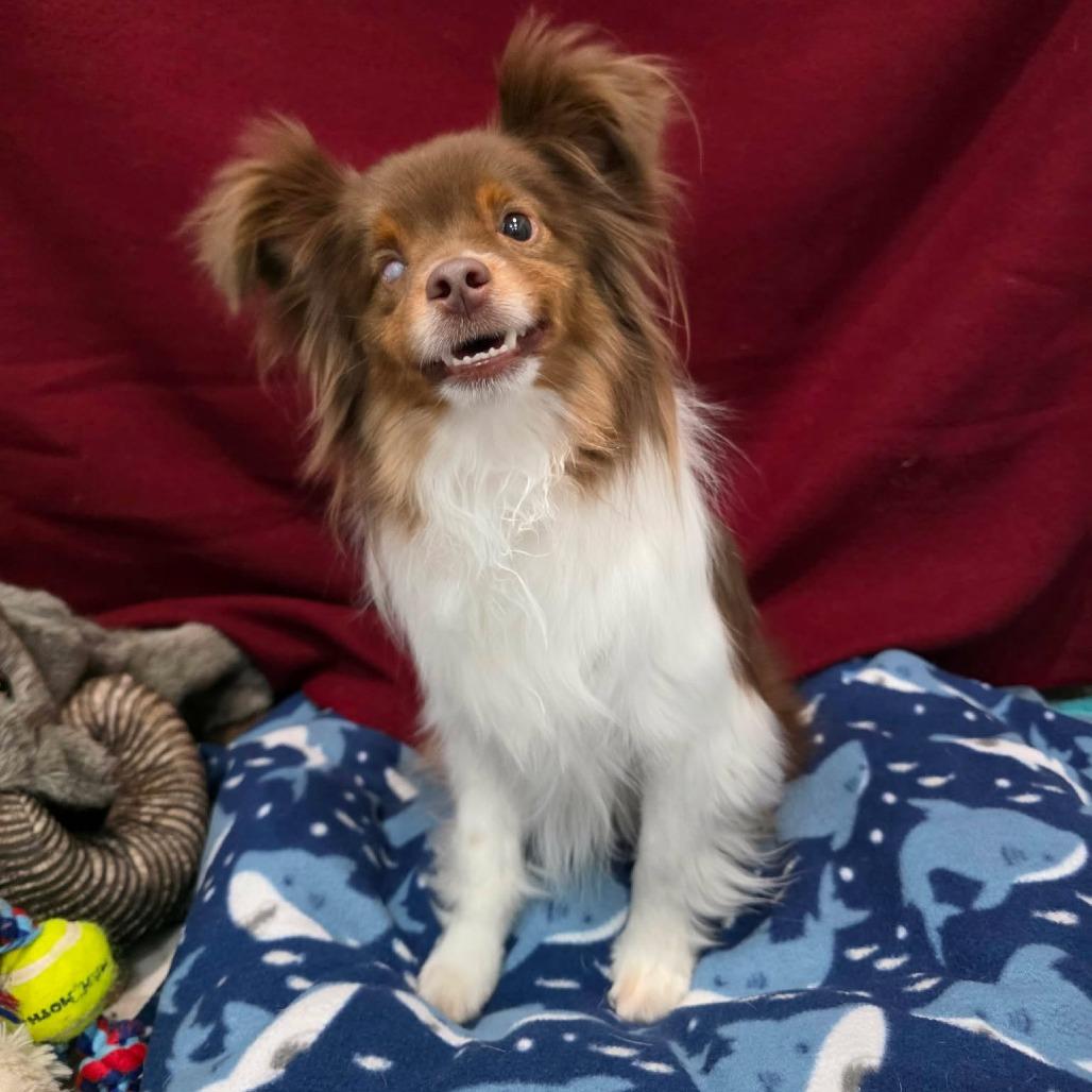 Enlarge Danish, a Adoptable Australian Shepherd in Jackson, MO image 4/6