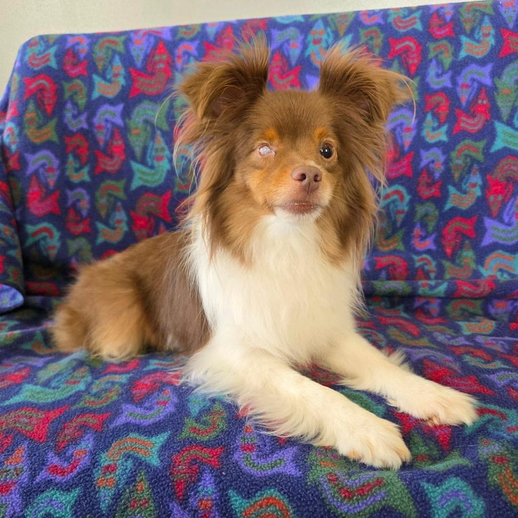 Enlarge Danish, a Adoptable Australian Shepherd in Jackson, MO image 5/6