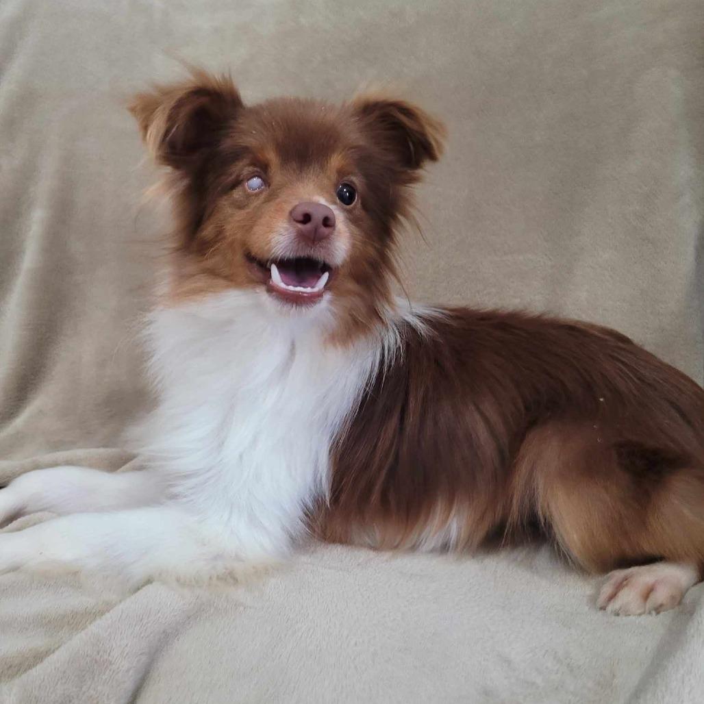 Enlarge Danish, a Adoptable Australian Shepherd in Jackson, MO image 6/6