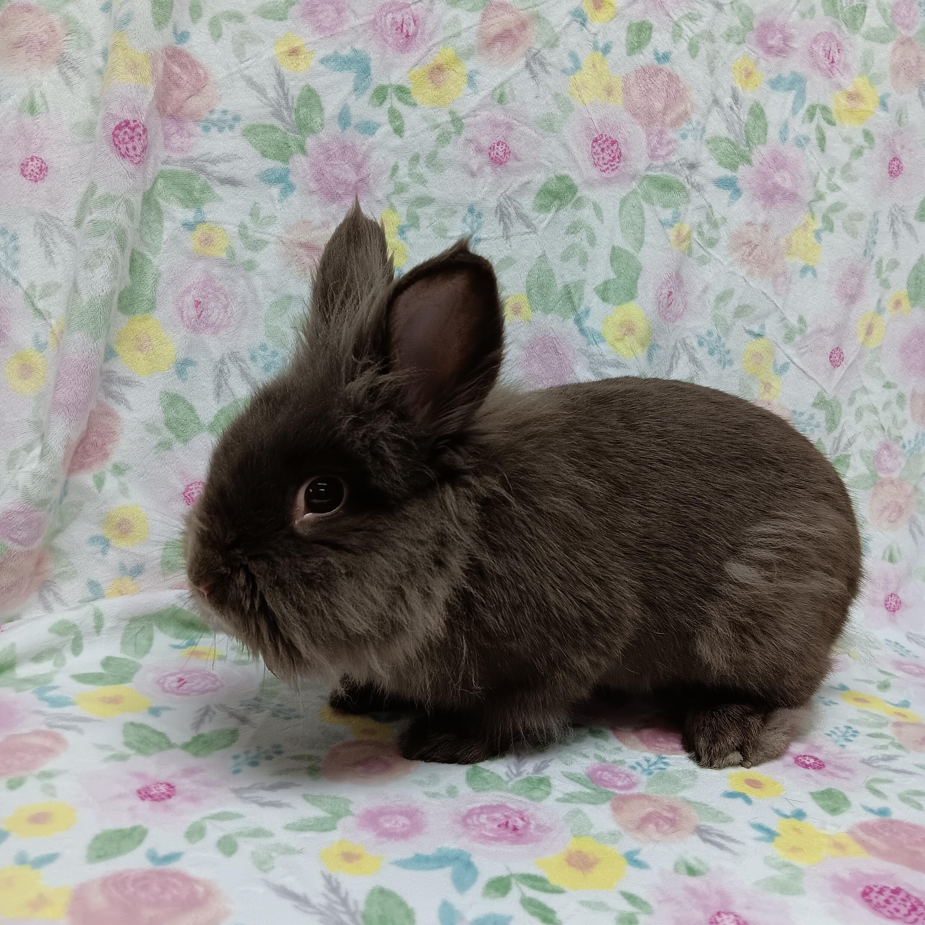Enlarge Ethan, an adoptable Lionhead in Harrisburg, PA image 3/3