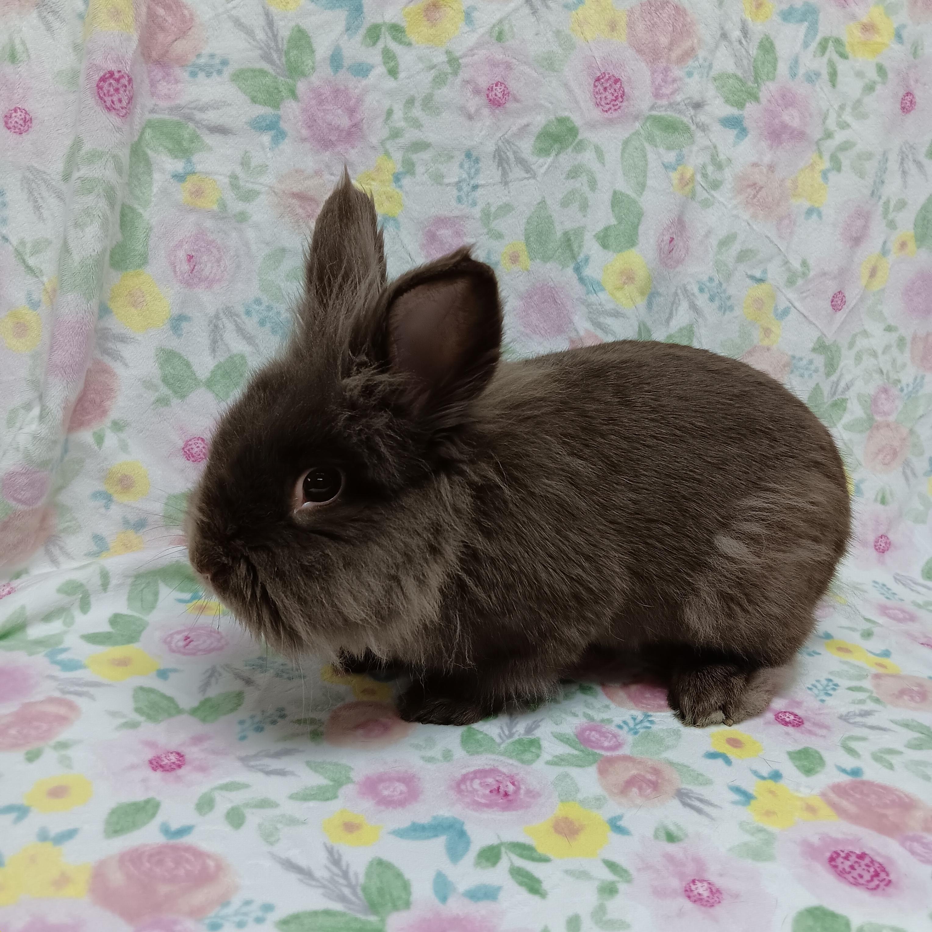 Enlarge Ethan, an adoptable Lionhead in Harrisburg, PA image 2/3
