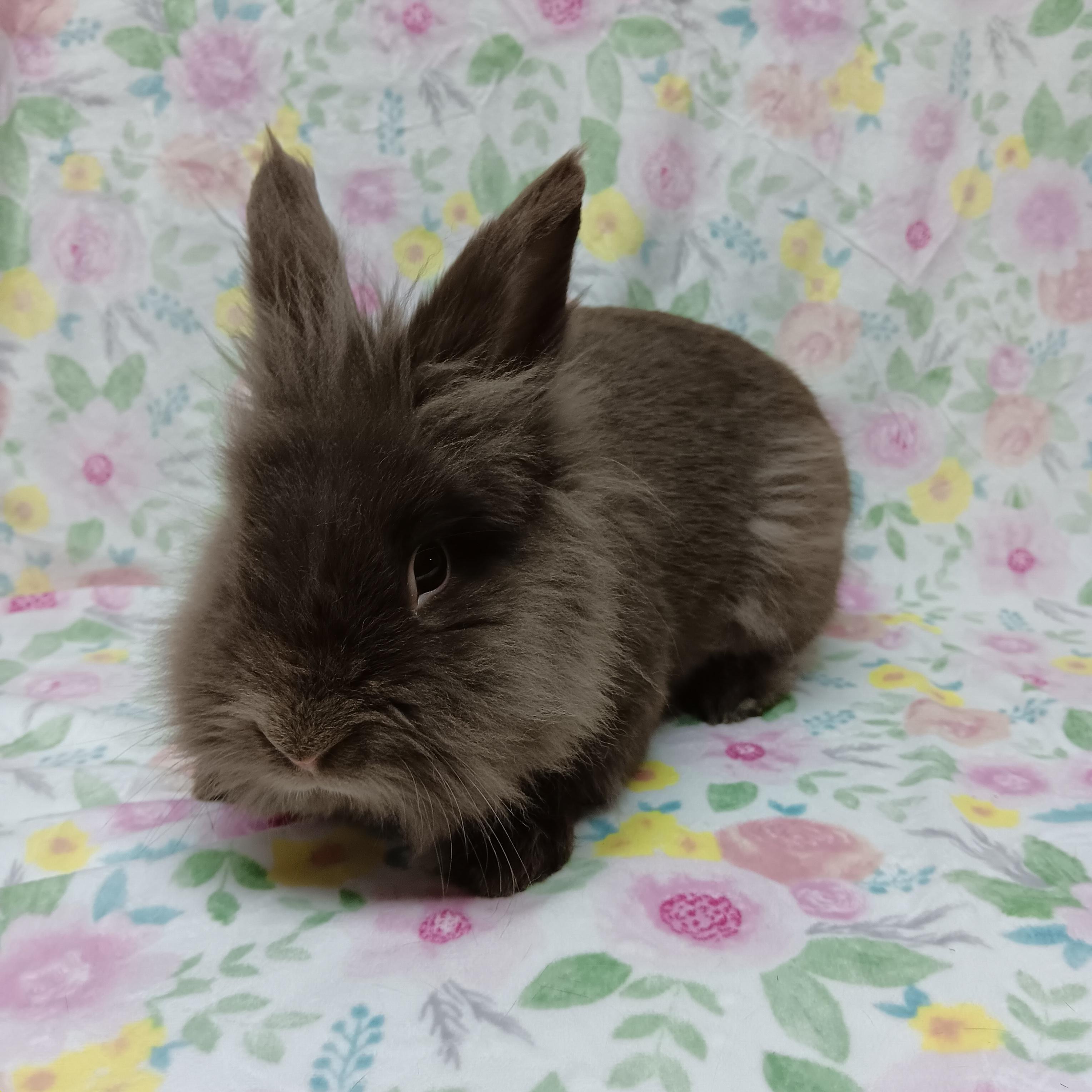 Enlarge Ethan, an adoptable Lionhead in Harrisburg, PA image 1/3