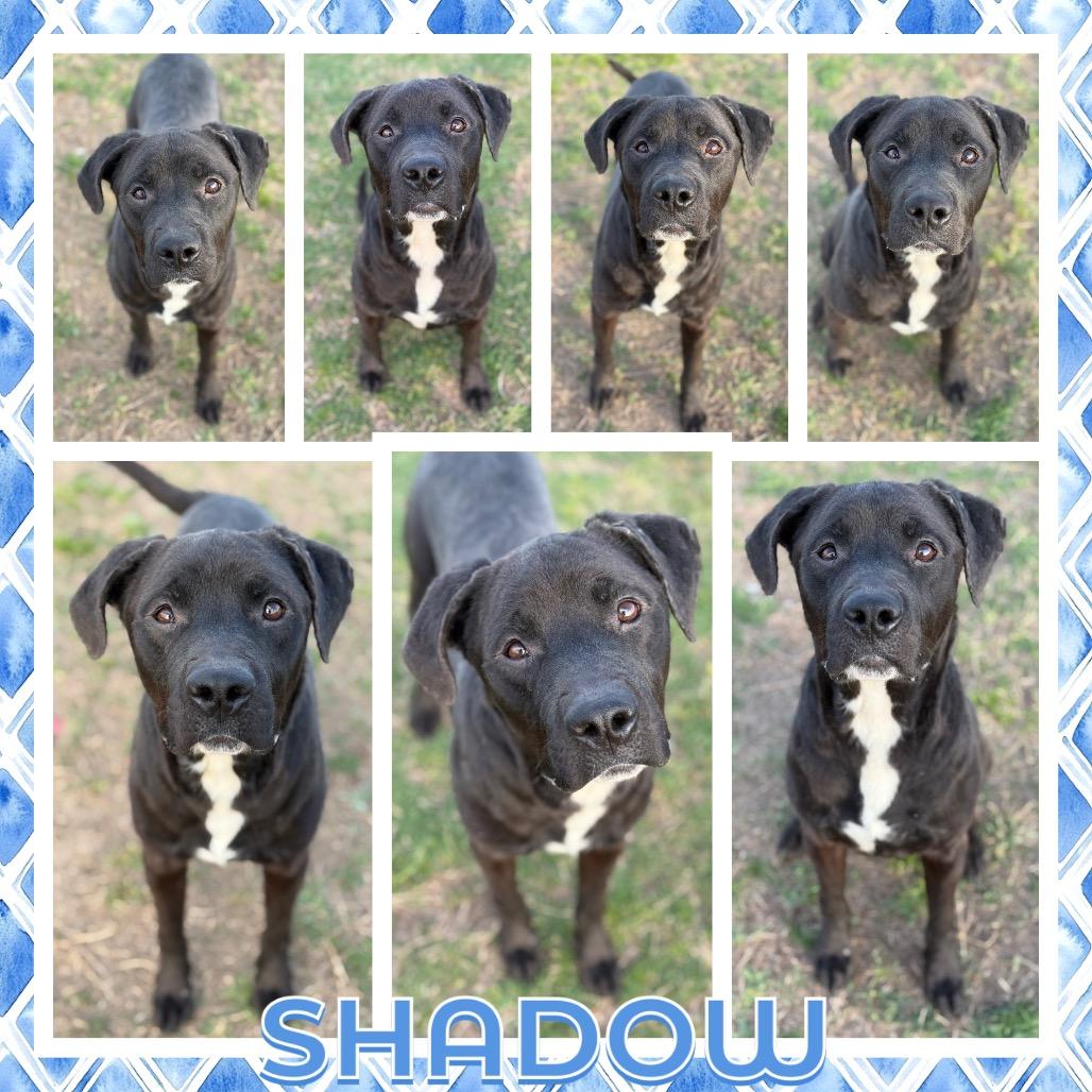 Shadow, Adoptable, Adult Male Pit Bull Terrier.