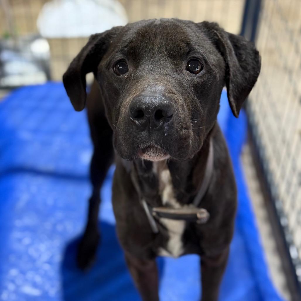 Enlarge Shadow, a Adoptable Pit Bull Terrier in Fort Smith, AR image 2/2