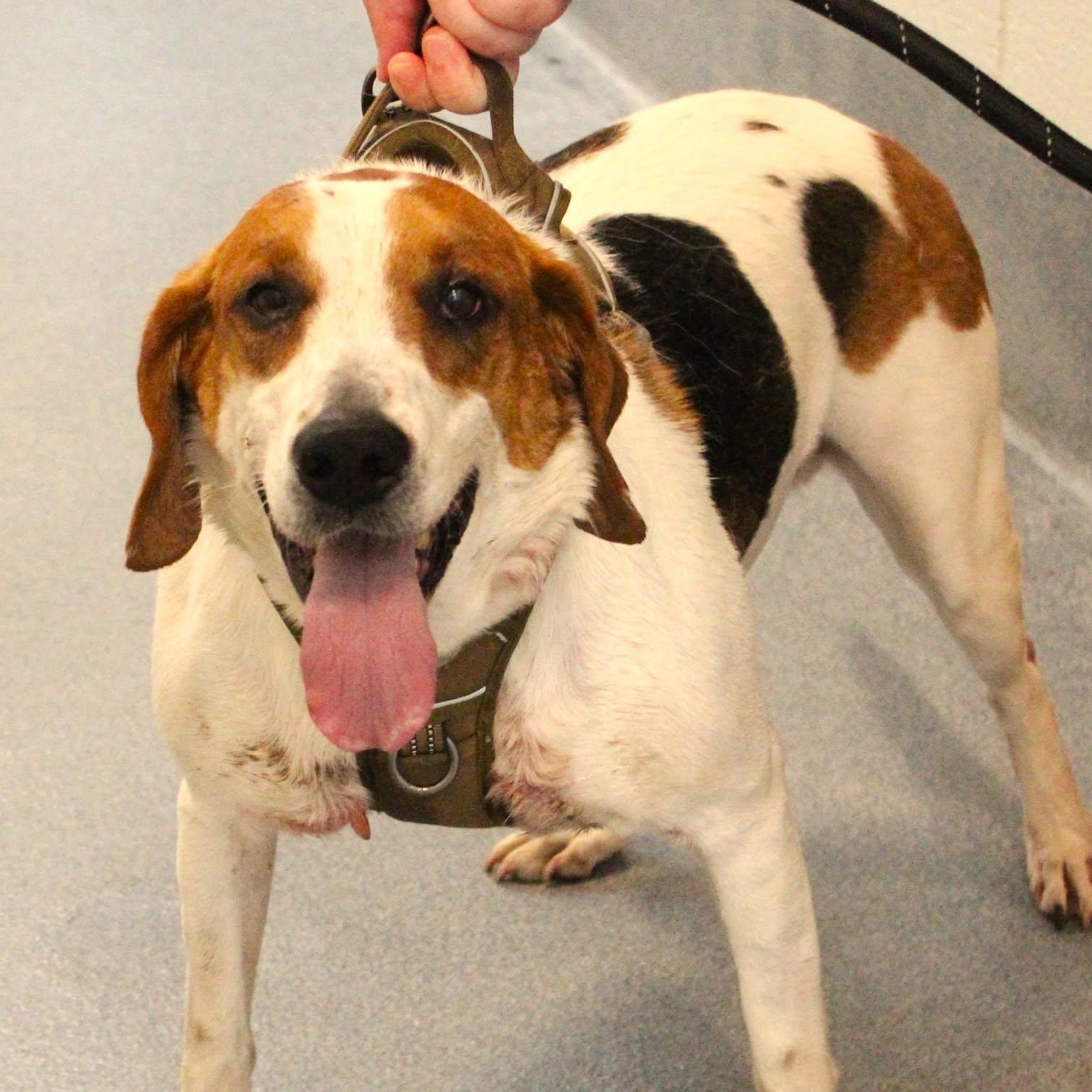26-01152 ODIN, ADOPTABLE, Adult Male Hound.