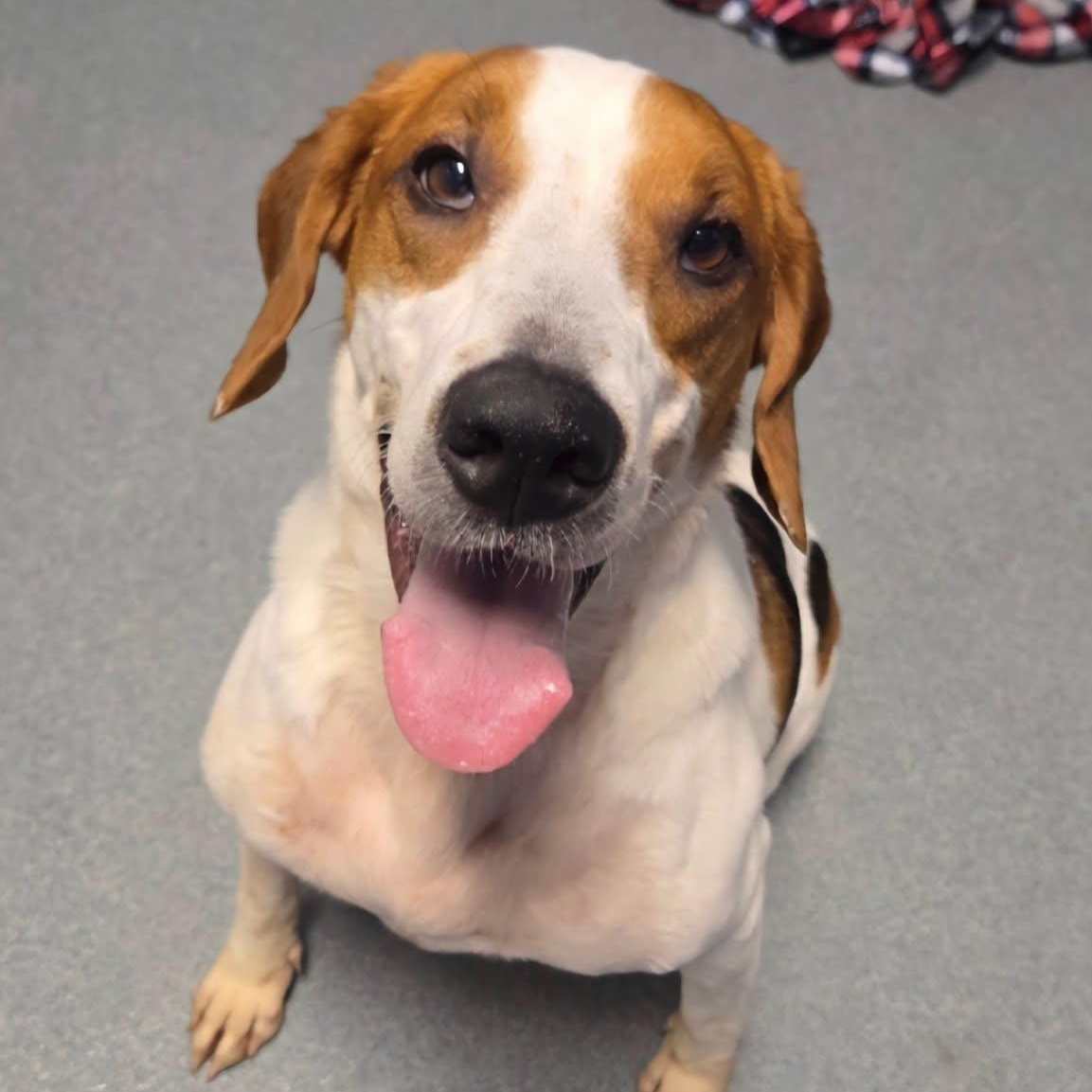 26-01152 ODIN, ADOPTABLE, Adult Male Hound.