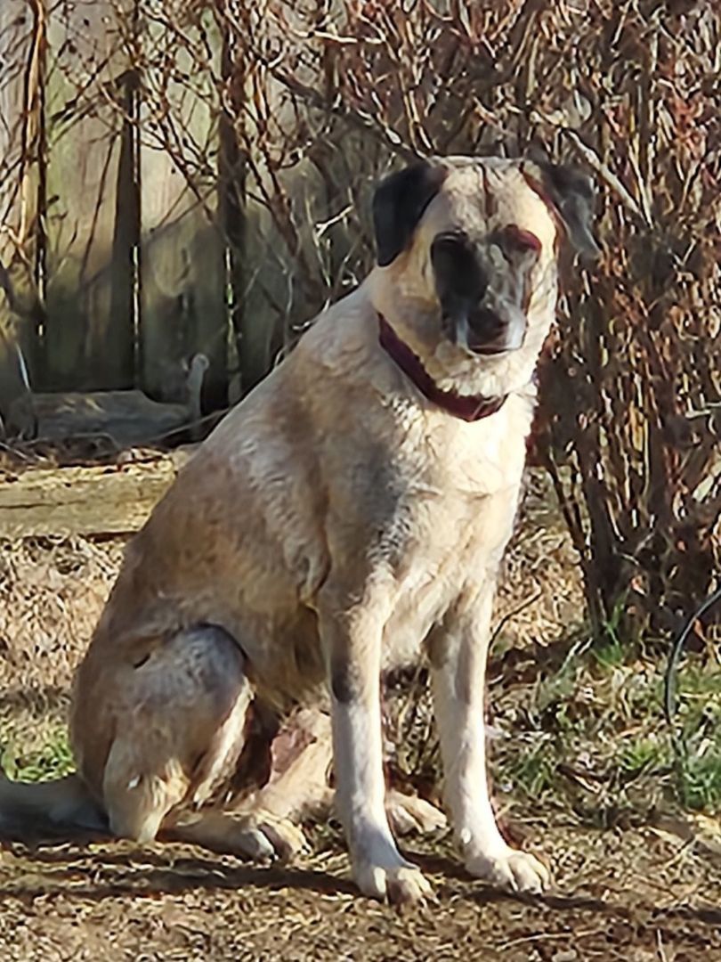 Enlarge Cindy Lou, a Adoptable Anatolian Shepherd in Louisville, KY image 1/3