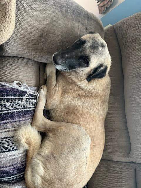 Enlarge Cindy Lou, a Adoptable Anatolian Shepherd in Louisville, KY image 2/3