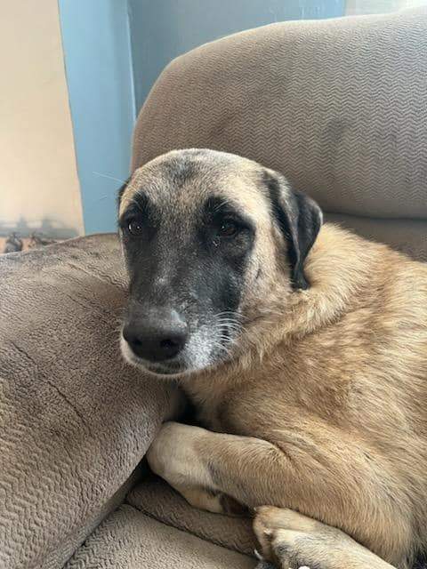 Enlarge Cindy Lou, a Adoptable Anatolian Shepherd in Louisville, KY image 3/3