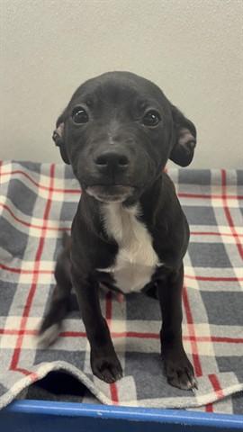 Enlarge LIAM, a Adoptable mixed breed in Panama City, FL image 1/1