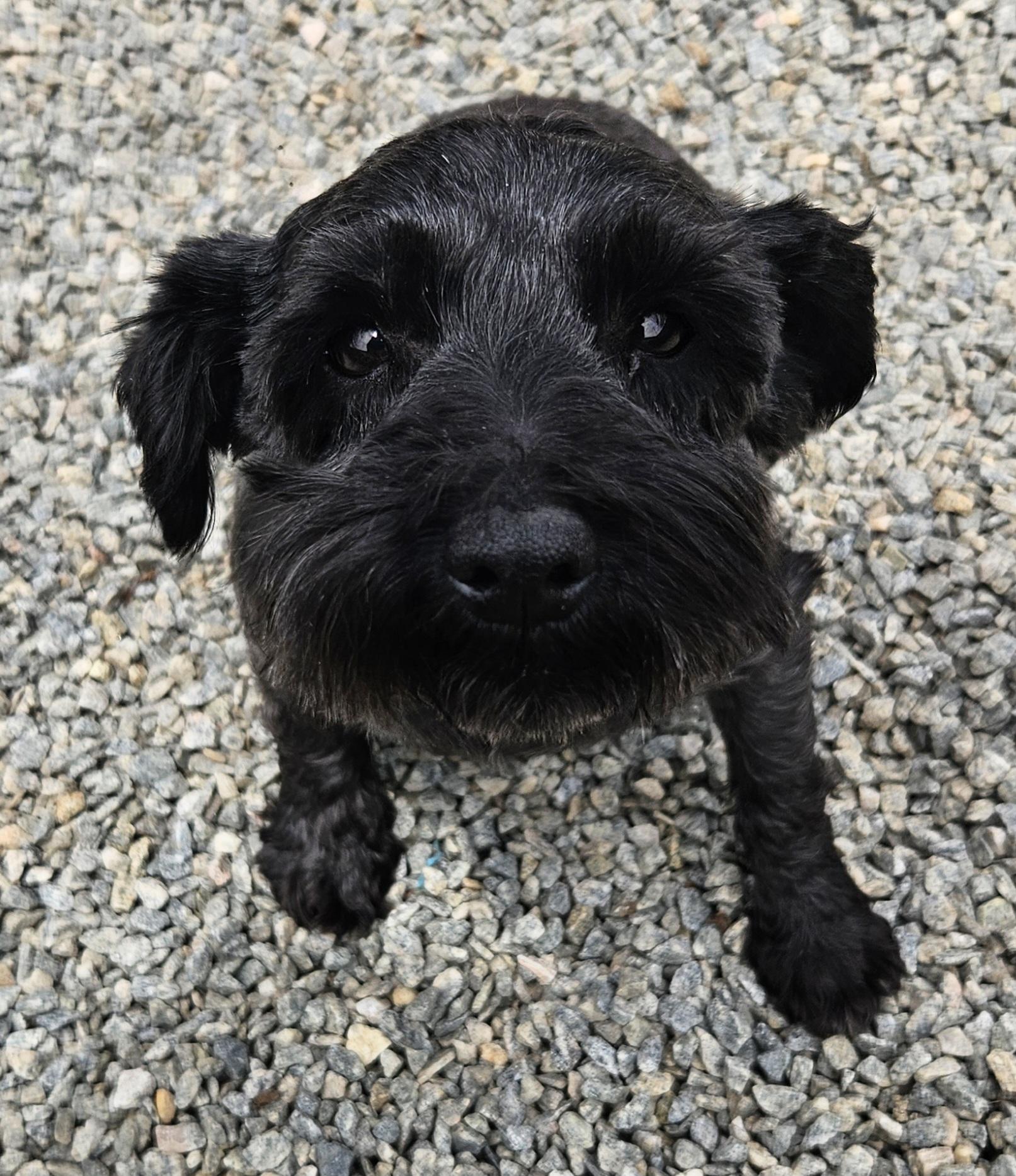 Enlarge Josie, a ADOPTABLE Miniature Schnauzer in Raleigh, NC image 2/2