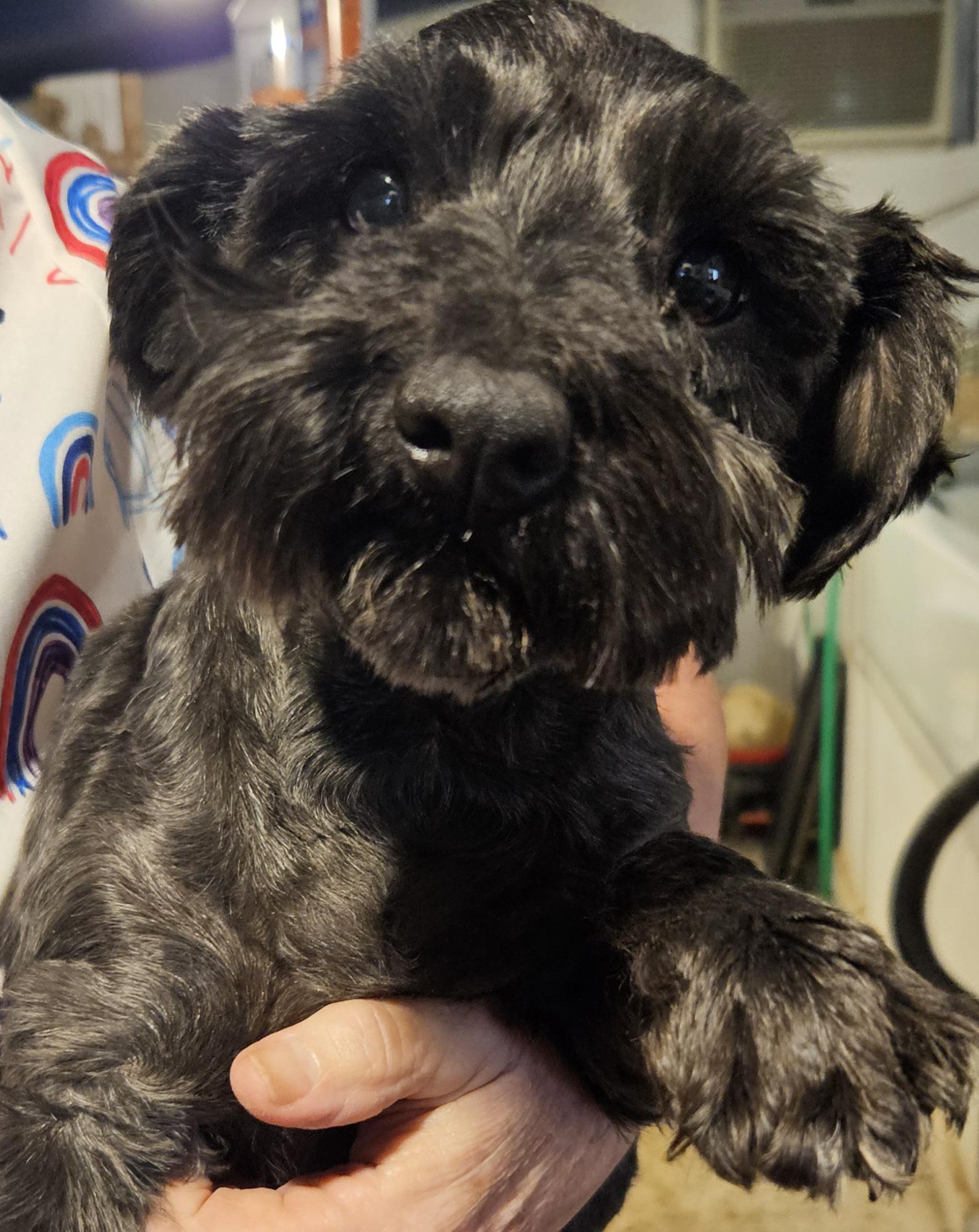 Enlarge Josie, a ADOPTABLE Miniature Schnauzer in Raleigh, NC image 1/2