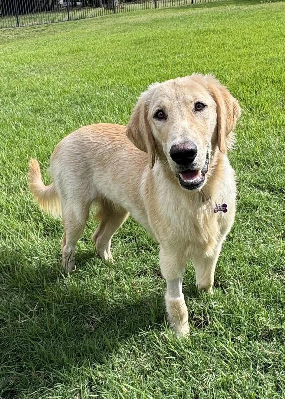 Riff, Adoptable, Young Male Golden Retriever & Labrador Retriever.